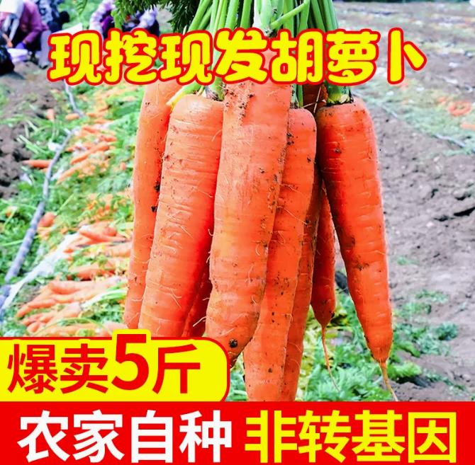 带泥水果胡萝卜新鲜蔬菜5斤