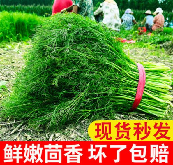 小茴香菜新鲜现割4斤2斤山东蔬菜荤香茴香苗大茴香不带根