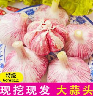 现挖紫皮大蒜头新鲜大蒜湿蒜多瓣蒜10斤腌制糖醋蒜蔬菜2023泡蒜