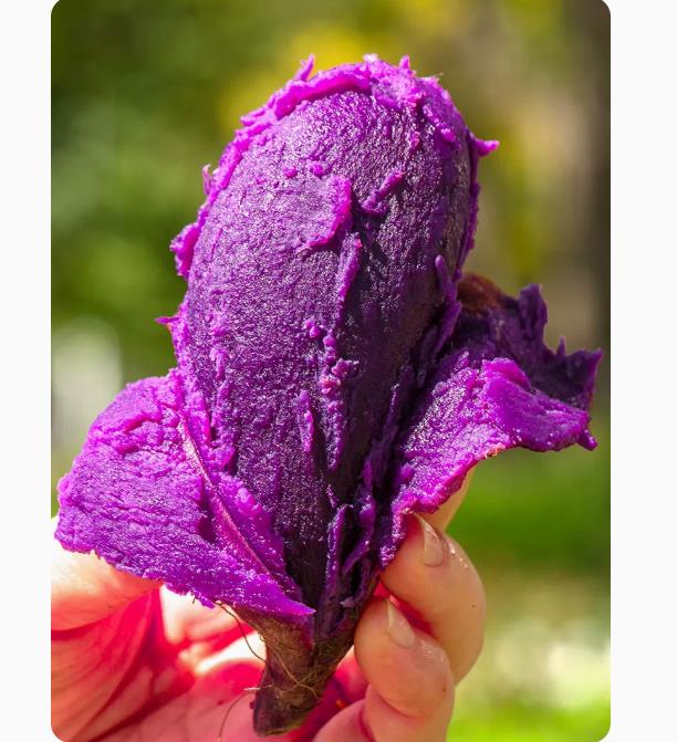 紫薯新鲜地瓜紫心蜜薯现挖沙地小番薯山芋农家自种蔬菜