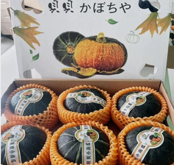 贝贝小南瓜板栗味5-6只礼盒香甜糯宝宝辅食日本南瓜新鲜蔬菜