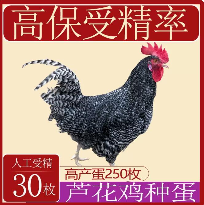 纯种芦花鸡种蛋受精蛋可孵化小鸡受精卵纯种高产土鸡种蛋