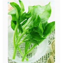 新鲜冰草5斤冰菜蔬菜顺丰非洲花冰叶火锅即食生吃3沙拉菜凉拌