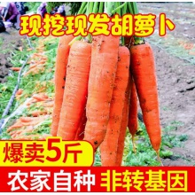 带泥水果胡萝卜新鲜蔬菜5斤