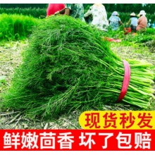 小茴香菜新鲜现割4斤2斤山东蔬菜荤香茴香苗大茴香不带根