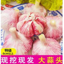 现挖紫皮大蒜头新鲜大蒜湿蒜多瓣蒜10斤腌制糖醋蒜蔬菜2023泡蒜