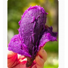 紫薯新鲜地瓜紫心蜜薯现挖沙地小番薯山芋农家自种蔬菜