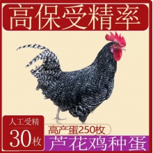 纯种芦花鸡种蛋受精蛋可孵化小鸡受精卵纯种高产土鸡种蛋